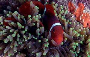 North Sulawesi-2018-DSC03467_rc- Spinecheek Anemonefish - Poisson clown a joues epineuses - Premnas biaculeatus